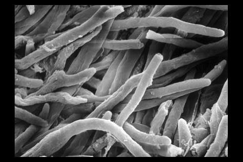 European researchers tackle parasitic diseases in Europe’s farmed fish